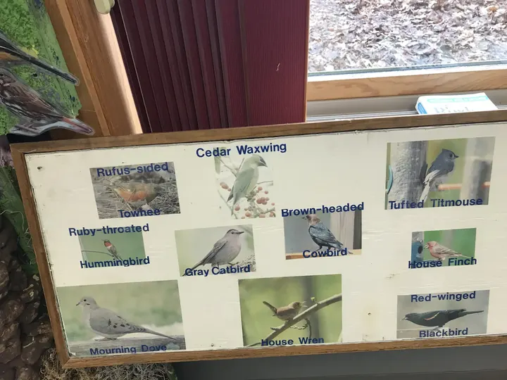 A display panel of bird pictures.