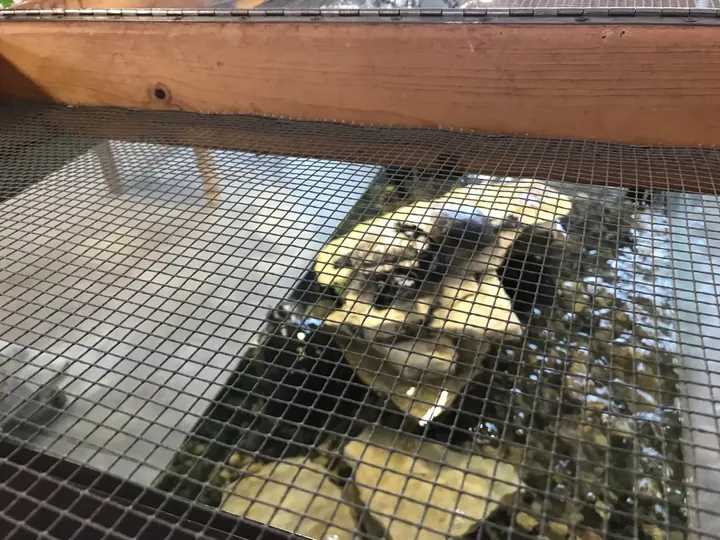 A turtle in an enclosure under wire mesh.