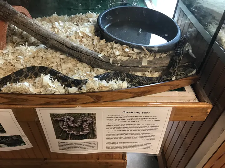 A snake coiled in a tank at the nature center.